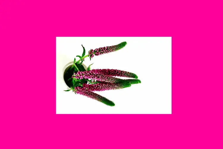 BUTCHIE + MEEBEE — Midnight Brunch